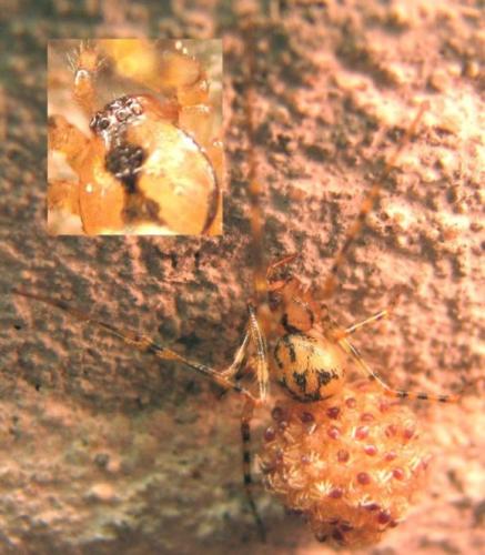 Nesticus cellulanus