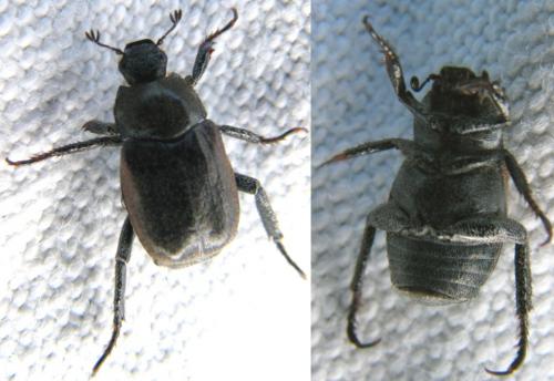 Hoplia sp.
