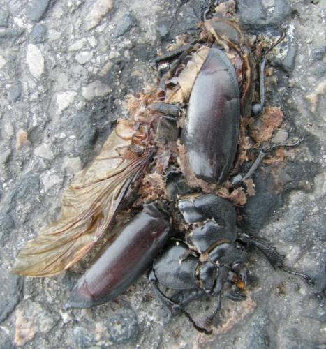 Lucanus cervus