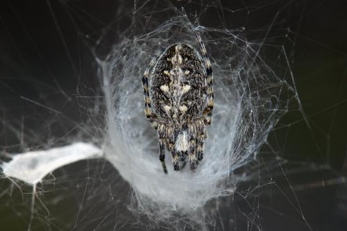 Réf. 88 108 : Aculepeira carbonaria