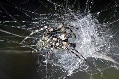 Aculepeira carbonaria