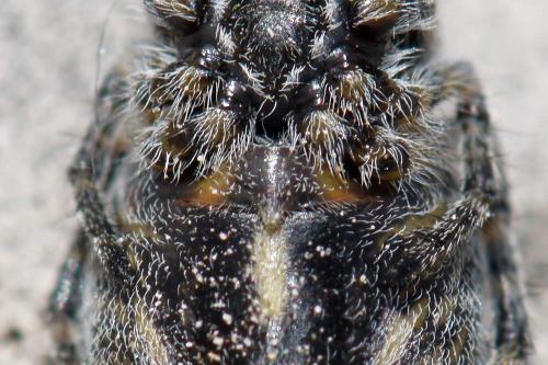 Aculepeira carbonaria
