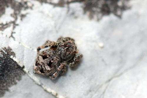 Réf. 88 167 : Attulus rupicola