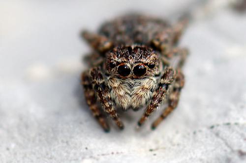 Réf. 88 168 : Attulus rupicola