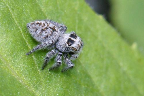Philaeus chrysops