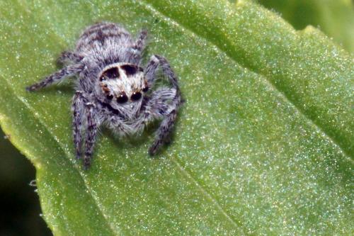 Philaeus chrysops