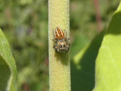 Philaeus chrysops