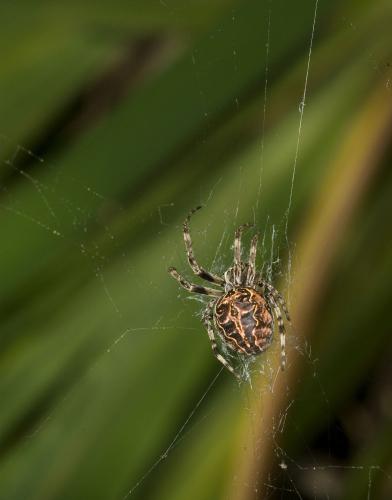 Larinioides sclopetarius