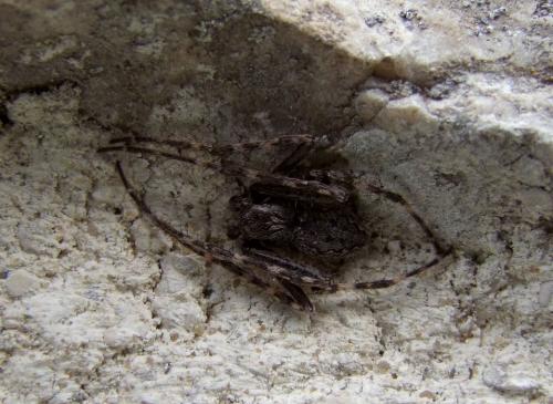 Nuctenea umbratica
