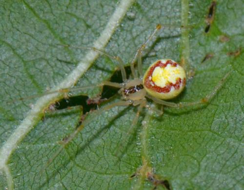 Réf. 88 576 : Theridion varians