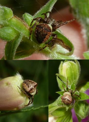 Réf. 88 031 : Gibbaranea bituberculata