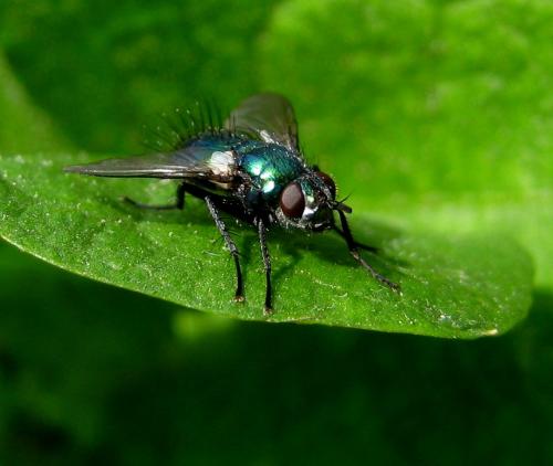 Gymnocheta viridis