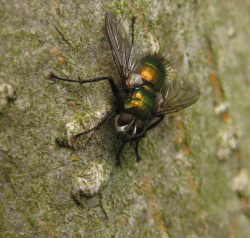 Réf. 88 471 : Gymnocheta viridis