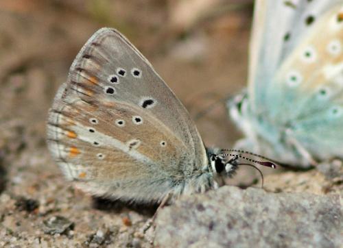 Aricia nicias