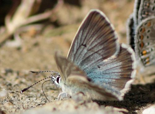 Aricia nicias