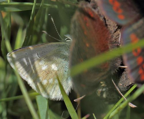 Plebejus orbitulus