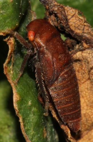 Réf. 88 198 : Iassus lanio