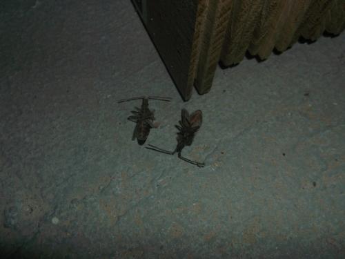 Leptoglossus occidentalis