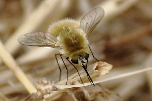 Réf. 88 995 : Systoechus sp.