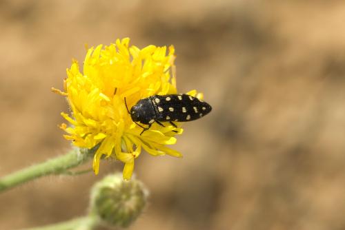 Acmaeodera degener