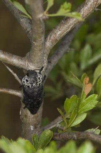Réf. 88 209 : Capnodis tenebrionis