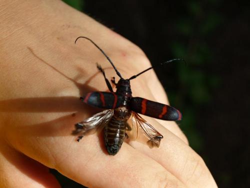 Ceroplesis aestuans
