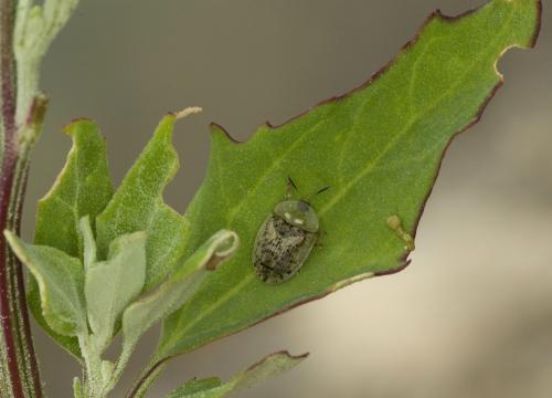 Réf. 88 699 : Cassida nebulosa