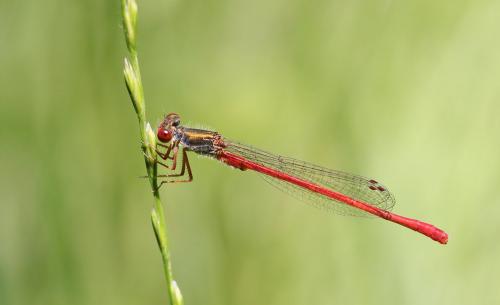 Ceriagrion tenellum