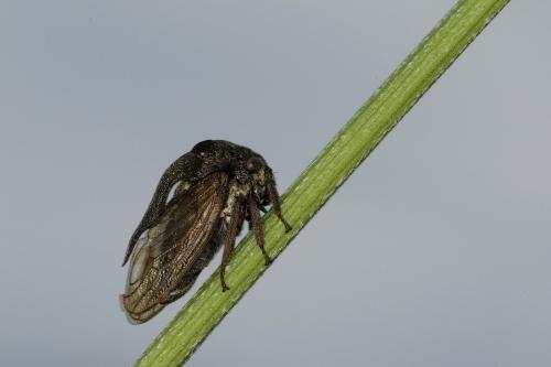 Centrotus cornutus