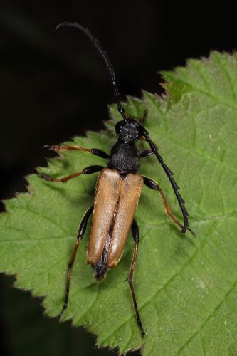 Réf. 88 152 : Stictoleptura rubra