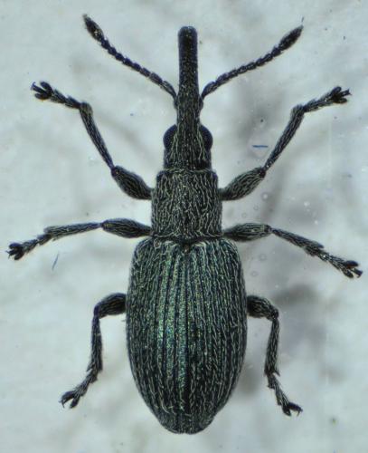 Ceratapion carduorum