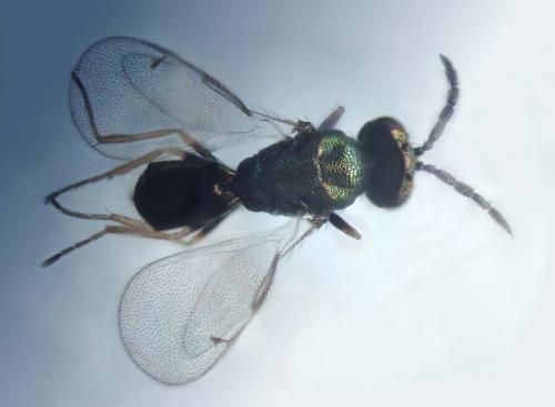Chrysocharis sp.