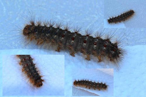 Lymantria dispar