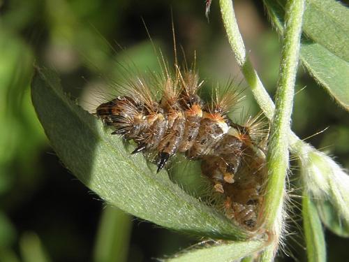 Acronicta rumicis