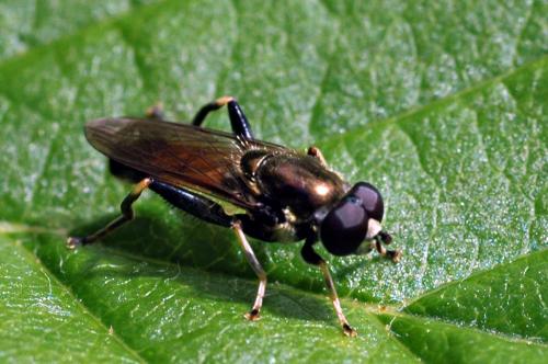 Réf. 88 479 : Xylota segnis