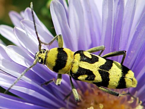 Réf. 88 382 : Chlorophorus varius