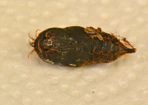 Lymantria dispar