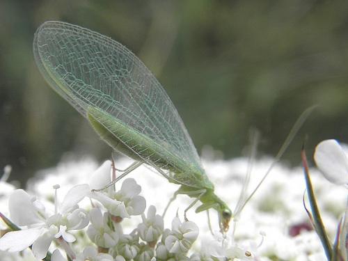 Chrysoperla lucasina