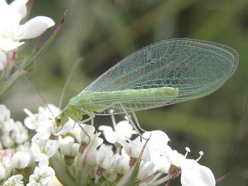 Chrysoperla lucasina