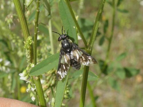 Réf. 88 447 : Chrysops caecutiens