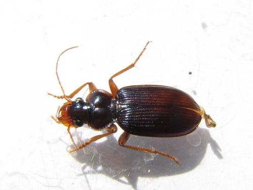 Réf. 88 202 : Leistus spinibarbis
