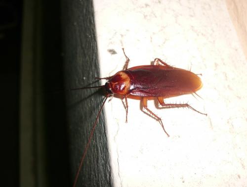 Periplaneta americana