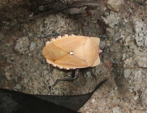 Réf. 88 013 : Pycanum ponderosum