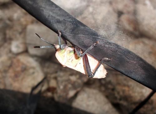 Pycanum ponderosum