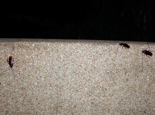 Periplaneta americana