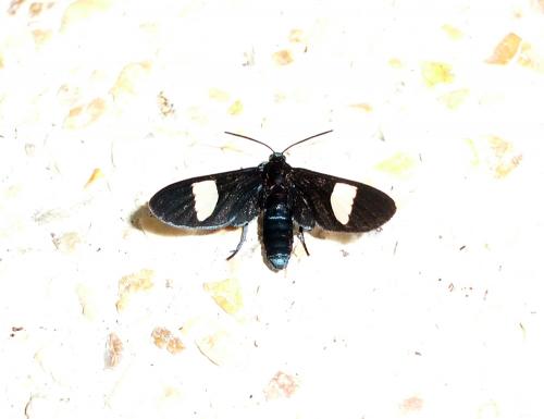 Trichaetoides sp.