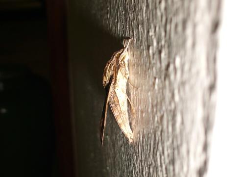 Eupanacra variolosa