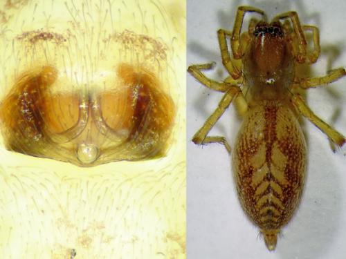Réf. 88 052 : Clubiona comta