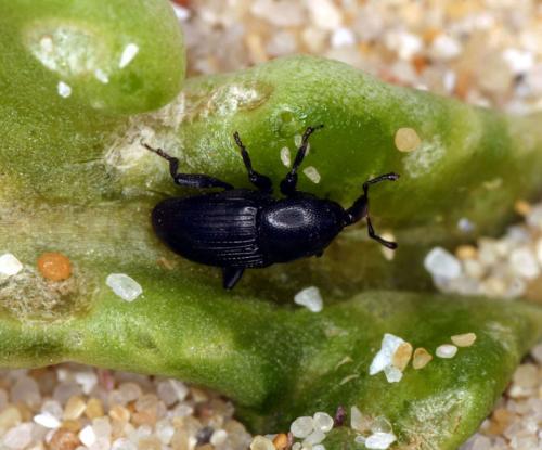 Réf. 88 408 : Melanobaris laticollis