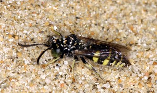 Bembecinus hungaricus